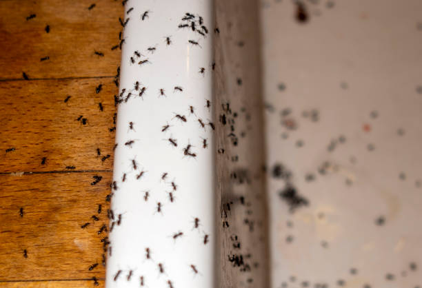 Best Commercial Pest Control Services  in Locust Fork, AL