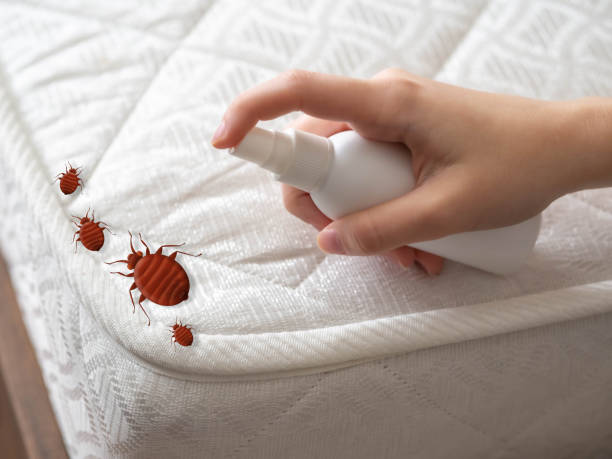 Reliable Locust Fork, AL Pest Control Solutions